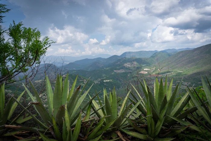 Mountains and agave