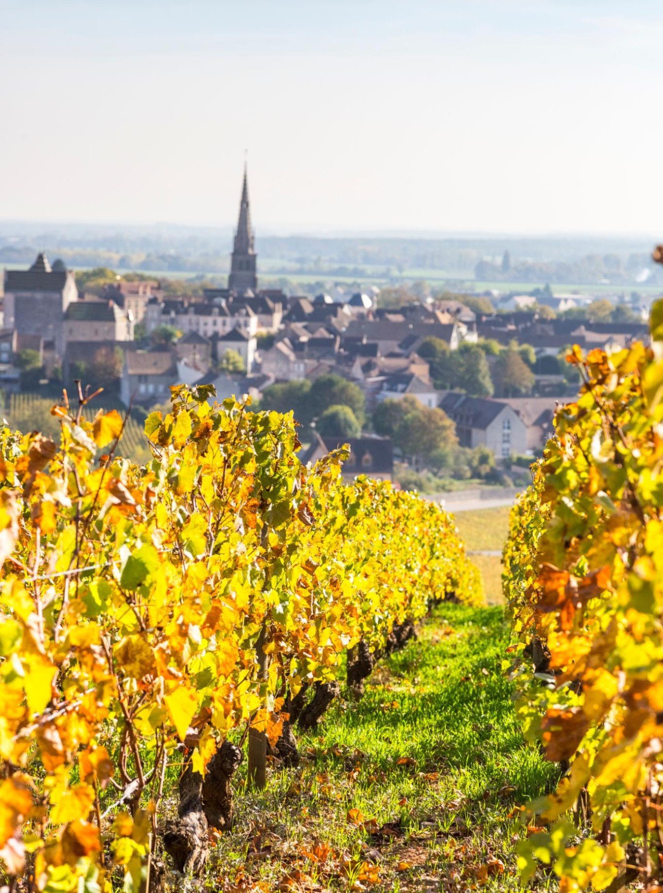 Burgundy and the Wine Country